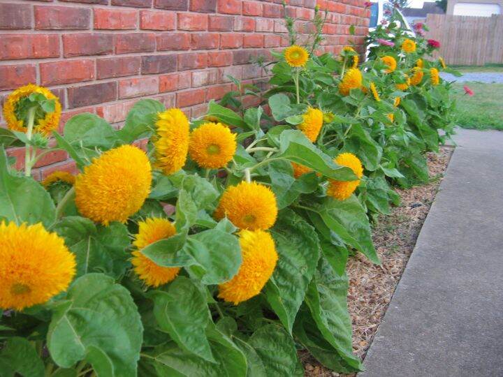 เมล็ดพันธุ์-เทดดี้แบร์-อินพรูฟ-teddybear-sunflower-improve-ทานตะวันดอกซ้อน-60-65-เมล็ด-อัตรางอกสูง