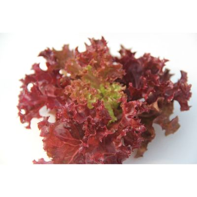 HOT** HYDROHOBBY Red Coral แบบเคลือบ ส่งด่วน พรรณ ไม้ น้ำ พรรณ ไม้ ทุก ชนิด พรรณ ไม้ น้ำ สวยงาม พรรณ ไม้ มงคล