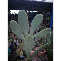 ( Promotion+++) คุ้มที่สุด Opuntia ficus Indica ใบใหญ่ ราคาดี พรรณ ไม้ น้ำ พรรณ ไม้ ทุก ชนิด พรรณ ไม้ น้ำ สวยงาม พรรณ ไม้ มงคล