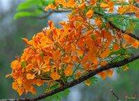 30 เมล็ด เมล็ดพันธุ์ หางนกยูงฝรั่ง ดอกสีส้ม Flame Tree, Flamboyant, Royal Poinciana.