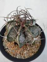 กระบองเพชร Astrophytum capricorne  Niveum  แอสโตรไฟตัม แคปริคอร์น เนวีอุม