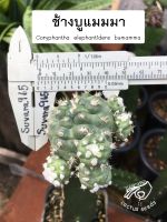 ช้างบลู ช้างบู ช้างบูแมมมา บูแมมม่า Coryphantha ช้าง ม่อนส์ คริส elephantidens bumamma montrose กระบองเพชร แคคตัส cactus