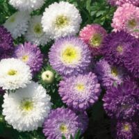 150 เมล็ด แอสเตอร์คละสี - Mixed Powder Puff Aster