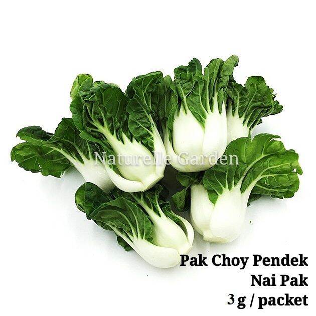 Benih Sayur Pak Choy Pendek Nai Pak Seed Benih Sayur Vegetable Seed 3g ...