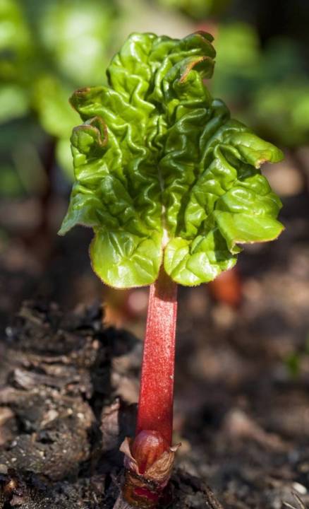 รูบาร์บ-รูบาร์บเบลเยี่ยม-rhubarb-seeds-เมล็ดพันธุ์รูบาร์บแบ่งขาย-5-เมล็ด