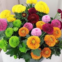 100PCS Chrysanthemum Bloom All Year Round Purify Air Home Garden Planted Not Artificial Flower