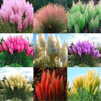 100 เมล็ดหญ้า หญ้าภูเขา หญ้าแพมพัส Pampas grass แปมปัส นำเข้าจาก USA อัตราการงอกสูง 80-85%