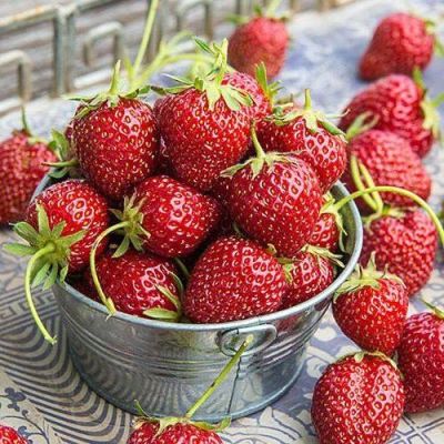 20 เมล็ด Ozark Strawberry เมล็ดสตอเบอร์รี่ ของแท้ 100% สตรอเบอร์รี่ สตอเบอรี สตอเบอรี่ อัตรางอก 70-80% Strawberry seeds มีคู่มือวิธีปลูก