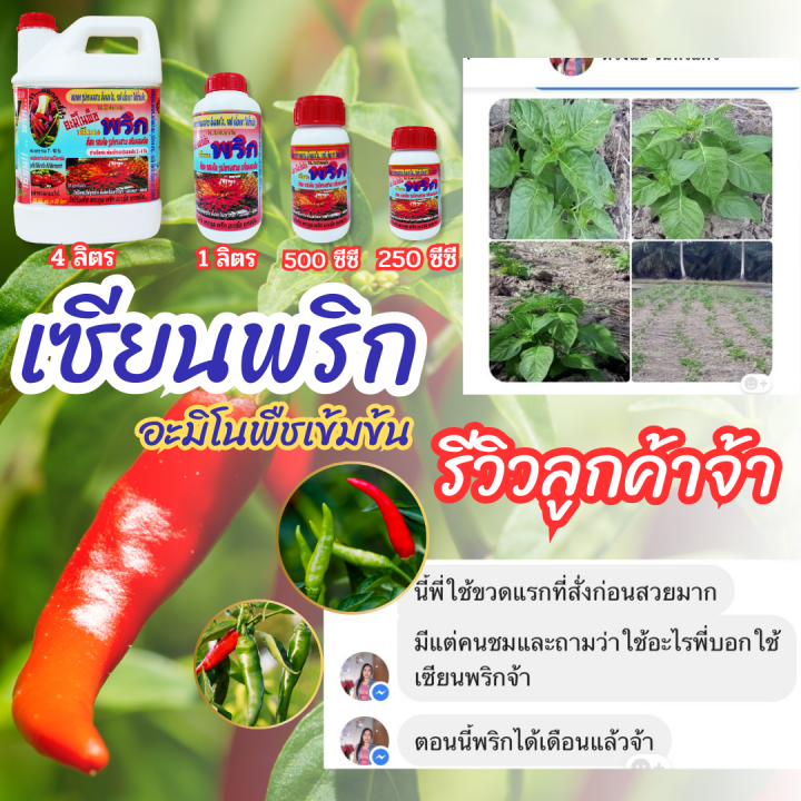 พร้อมส่ง-เซียนพริก-4-ลิตร-สูตรพริกดก-ซื้อ-1แถม2-อาหารพืช-ปุ๋ย-ปุ๋ยฉีดพริก-ปุ๋ยฉีดมะเขือ-ยาฉีดพริก-ฮอร์โมนพริก