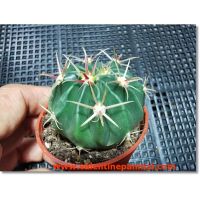 ( Pro+++ ) คุ้มค่า Ferocactus latispinus เพชร. ราคาดี พรรณ ไม้ น้ำ พรรณ ไม้ ทุก ชนิด พรรณ ไม้ น้ำ สวยงาม พรรณ ไม้ มงคล