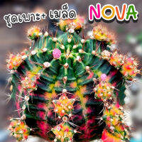 ชุดเพาะเมล็ด NOVA ❤️‍?โนวา? (NOVA ผสม LB2178) ?กระบองเพชร/แคคตัส ?