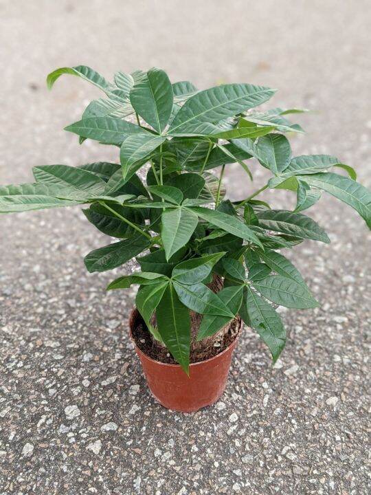 Pachira - Fa Cai Shu - Lucky Money Plant (Easy Care) | Lazada PH