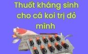 12 tetracyclin viên kháng sinh chuyên trị đỏ mình cho cá koi