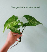 เงินไหลมา ตัดสด ไม้วางข้อ กิ่งชำเงินไหลมา ซินโกเนียม Syngonium Arrowhead ไม้ฟอกอากาศ​ ไม้ใบ ต้นไม้ในร่ม ต้นไม้ในบ้าน ไม้ประดับ​ ไม้ประดับมงคล