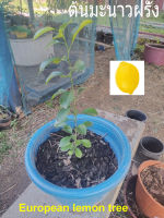 ต้นมะนาวฝรั่ง - 2 ปี - European lemon tree -- 100% citrus.