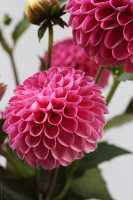 1 เหง้า/ชุุด รักเร่ Dahlia Bulb สายพันธุ์ Brigth Pink หัวรักเร่ ดอกไม้ ดอกรักเร่ เหง้า นำเข้า ยุโรป หัวสดใหม่ ผ่านการแช่เย็นแล้ว