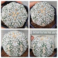 แอ​สโตร​ไ​ฟตั้​ม super  ลุ้นวี ขนาดใหญ่​ #แคสตัส castus​ astrophytum แอสโตร แอสโตร​ไ​ฟตั้​ม แอสโตรไฟตัม แอสโตรวี super​