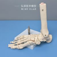 Foot bone bone anatomy model human foot ankle joint department activities mould orthopedic medical teaching