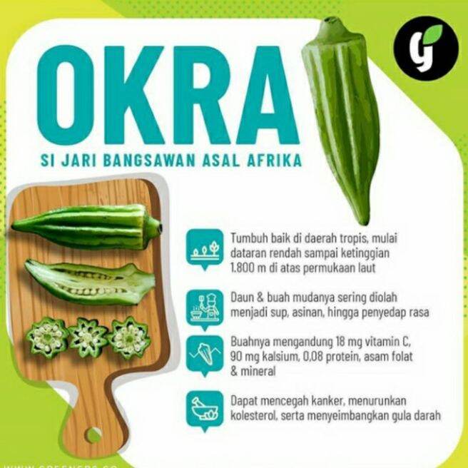 benih biji okra | Lazada Indonesia