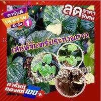 ?สินค้ามาใหม่ ราคาสุดคุ้ม?ชิ้นตาเสน่ห์จันทร์ประกายดาว  (8ชิ้น/แพ็ค) สีชมพู ต้นไม้มงคล รับประกันความสวย ของแท้ 100 % ส่งแบบชิ้นตาโตๆ