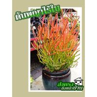 ( Promotion+++) คุ้มที่สุด ต้นพญาไร้ใบ ต้นพญาไร้ใบญี่ปุ่น ต้นพญาไร้ใบทอง ต้นสีแดง Euphorbia Firestick (กิ่งตัดสด ปักชำง่าย 1 ชุด = 3 กิ่ง) ราคาดี พรรณ ไม้ น้ำ พรรณ ไม้ ทุก ชนิด พรรณ ไม้ น้ำ สวยงาม พรรณ ไม้ มงคล