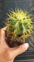 HOT** ต้นเพชร เฟอโร แคสตัส ferocactus glaucescens #cactus #ferocactus #cactus ส่งด่วน พรรณ ไม้ น้ำ พรรณ ไม้ ทุก ชนิด พรรณ ไม้ น้ำ สวยงาม พรรณ ไม้ มงคล