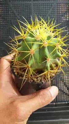 HOT** ต้นเพชร เฟอโร แคสตัส ferocactus glaucescens #cactus #ferocactus #cactus ส่งด่วน พรรณ ไม้ น้ำ พรรณ ไม้ ทุก ชนิด พรรณ ไม้ น้ำ สวยงาม พรรณ ไม้ มงคล