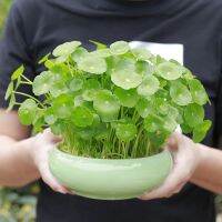 ปลูกง่าย ปลูกได้ทั่วไทย ของแท้ 100% 50PCS Green Copper Grass Pilea Seeds Bonsai Hydroponic Plants ด้วยใบไม้หลากสีที่สวยงาม ของแต่งบ้านสวน เมล็ดบอนสี ต้นไม้มงคล บอนไซแคระ ต้นไม้ฟอกอากาศ บอนสี เมล็ดดอกไม้ Plants ต้นไม้ประดับ