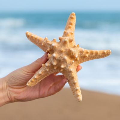 （READYSTOCK ）🚀 Natural Super Large Conch Shell Overlord Starfish Steamed Bread Starfish Mediterranean Style Decoration Wedding Decoration Home Ornaments YY