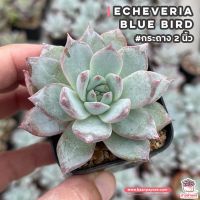 ( Pro+++ )++ Echeveria Blue Bird #กระถาง2นิ้ว ไม้อวบน้ำ กุหลาบหิน Cactus&amp;Succulent ราคาดี ต้นไม้ ฟอก อากาศ กระถาง ต้นไม้ ไม้ ประดับ ต้นไม้ ปลูก ใน บ้าน