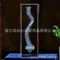 3 d crystal inside carving mannequins furnishing articles spine bone anatomy model diagram crafts custom