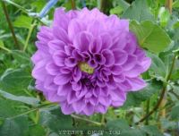 1 เหง้า/ชุุด รักเร่ Dahlia Bulb สายพันธุ์ Dah. Doitung Pretty หัวรักเร่ ดอกไม้ หัวหน่อ นำเข้า เหง้า เนเธอร์แลน หัวสดใหม่