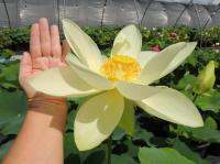 5 เมล็ดพันธุ์ บัว สายพันธุ์ Perry’s Giant Sunburst Lotus สีเหลือง นำเข้าจาก อเมริกา เพาะปลูกและเก็บเมล็ดในไทย ขยายพันธุ์ในไทยได้