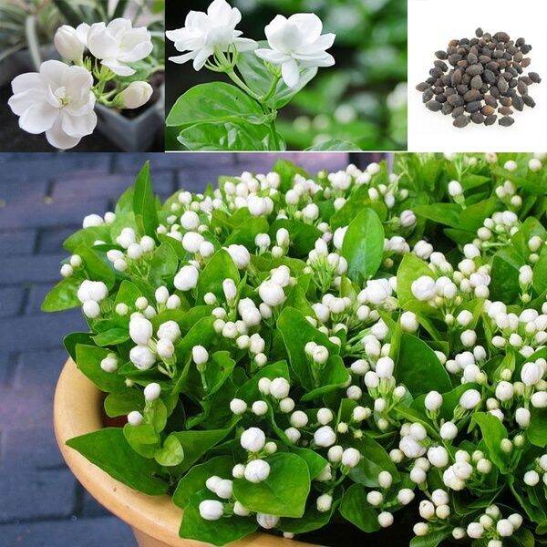 20pcs/bag white jasmine Arabian jasmine fragrant bonsai plant home garden decoration Lazada