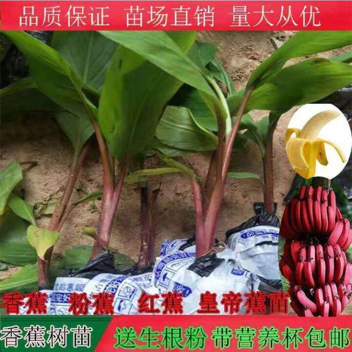Banana tree dwarf banana plants dwarf banana seedlings red banana trees
