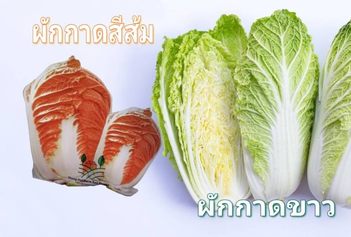 ผักกาด-chinese-cabbage-seeds-ผักกาดขาว-ผักกาดสีส้ม-เมล็ดพันธุ์ผักกาด-สีสันน่าทาน-ปลูกง่าย