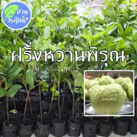 ( Promotion+++) คุ้มที่สุด ฝรั่งหวานพิรุณ กิ่งตอนชำลงถุง พันธุ์แท้100% ผลใหญ่ เนื้อฟู กรอบ อร่อย ราคาดี พรรณ ไม้ น้ำ พรรณ ไม้ ทุก ชนิด พรรณ ไม้ น้ำ สวยงาม พรรณ ไม้ มงคล