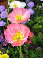 เมล็ดพันธุ์ Bonsai Seeds ไอซ์แลนด์ป็อปปี้ papaver nudicaule iceland poppy 1000 เมล็ด เมล็ดพันธุ์ Bonsai Seedsนำเข้าจาก อังกฤษ