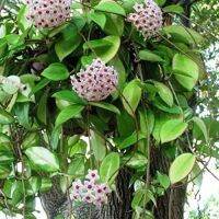 20 เมล็ดพันธุ์ Home Plant Seed โฮย่า กล้วยไม้โฮย่า สกุลนมตำเลีย (Hoya) มีดอกหอม ให้ดอกตลอดปี ชอบแสงแดดครึ่งวัน อากาศถ่ายเท อัตราการงอกของเมล็ด 80-85%