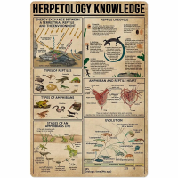 Celestineor Herpetology Knowledge ป้ายโลหะดีบุก-โปสเตอร์แผนภูมิสัตว์สำหรับฟาร์ม,กลางแจ้ง,โรงเรียน,แผ่นโลหะตกแต่งผนังคลับ