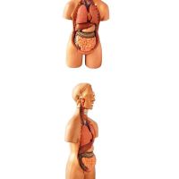 Human anatomy model organ removable medical teaching model trunk system structure diagram anatomy