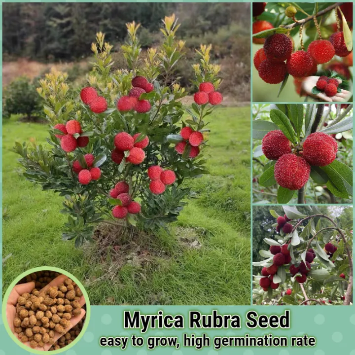 Fresh Seeds 20 Pcs/bag Myrica Rubra Seed Nutritious Delicious Bonsai