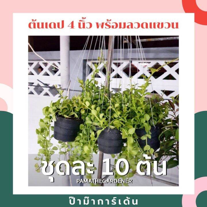 woww-สุดคุ้ม-ต้นเดปในกระถาง-4-นิ้ว-เป็นชุด-10-ต้น-ราคาโปร-พรรณ-ไม้-น้ำ-พรรณ-ไม้-ทุก-ชนิด-พรรณ-ไม้-น้ำ-สวยงาม-พรรณ-ไม้-มงคล