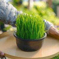 Treeno.9 T35 ข้าวสาลีอ่อน - คนทานได้ แมวทานดี (Wheatgrass) กระถาง 8 นิ้ว / สูง 15-20 ซม. / พืชประดับ ดีต่อสุขภาพ (ต้นไม้)