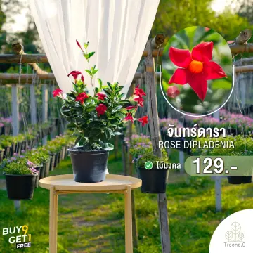 ต้นไม้มงคลดอก ราคาถูก ซื้อออนไลน์ที่ - ก.ค. 2023 | Lazada.Co.Th