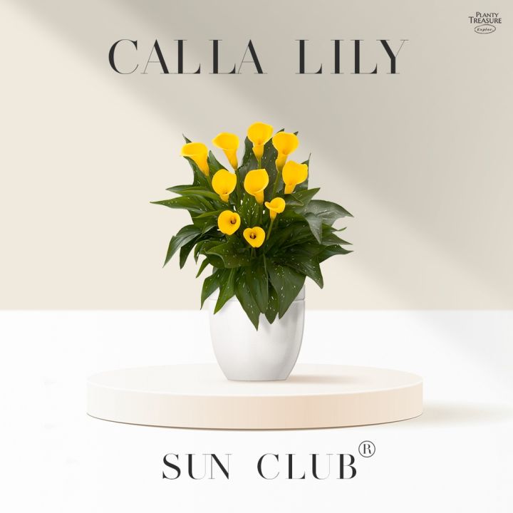 woww-สุดคุ้ม-planty-treasure-sun-club-calla-lily-ราคาโปร-พรรณ-ไม้-น้ำ-พรรณ-ไม้-ทุก-ชนิด-พรรณ-ไม้-น้ำ-สวยงาม-พรรณ-ไม้-มงคล