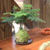 [COD] bonsai moss ball asparagus cloud bamboo jade tea desktop office flower hydroponic plants