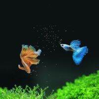 1 Can 1280Ml500Ml Guppy Aquarium อาหารปลาเหยื่อตกปลาโปรตีนสูงธรรมชาติ