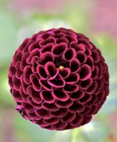 1 หัว /ชุุด เหง้า ต้นรักเร่ Dahlia Bulb สายพันธุ์ Moor Place สีดำ หัวรักเร่ ดอกไม้ ดอกรักเร่ รักแรกพบ เฟิร์สเลิฟ ดอกไม้นำเข้า พร้อมให้ดอก