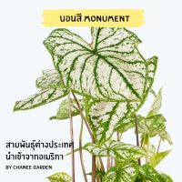 (จัดโปร) บอนสี Monument นำเข้าจาก USA กระถาง 4 นิ้ว ลดราคา ต้นไม้ ต้นไม้มงคล ต้นไม้ฟอกอากาศ ไม้ด่าง